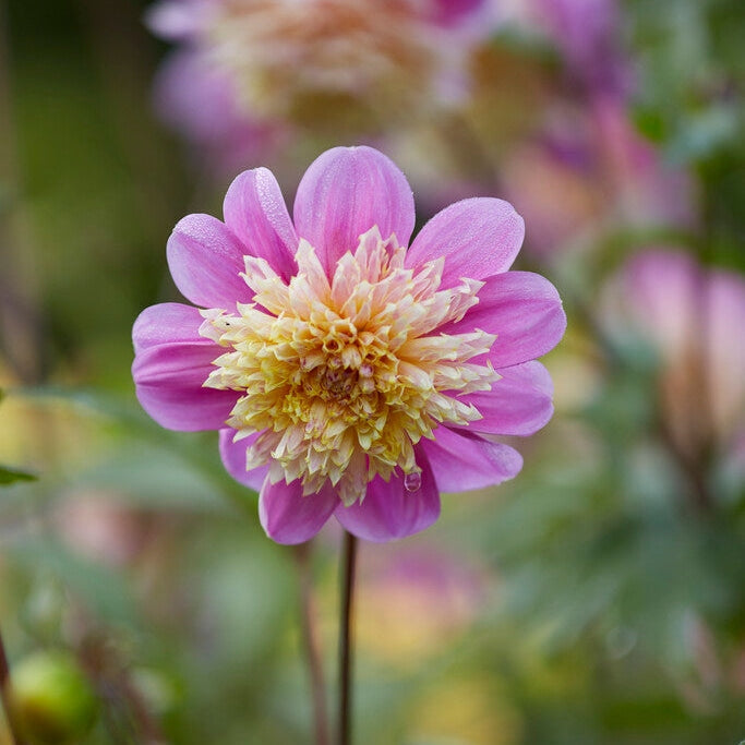 Dahlia Anemone Take Off 1-pakke